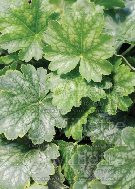 Heuchera Kira Green Tea (Coral Bells) 1 