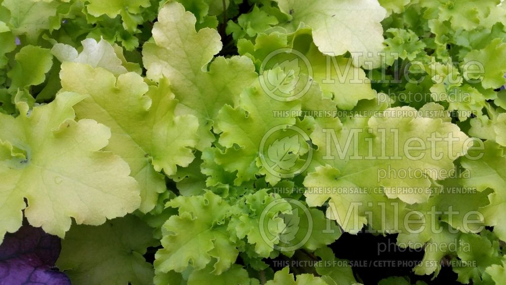 Heuchera Lime Marmalade (Coral Bells - Heuchère) 2 