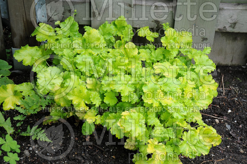 Heuchera Lime Rickey (Coral Bells) 1 