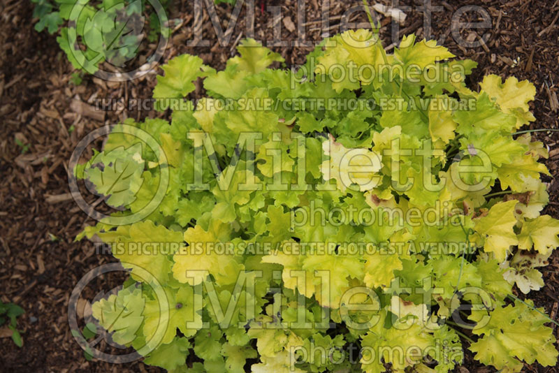 Heuchera Lime Rickey (Coral Bells) 2 