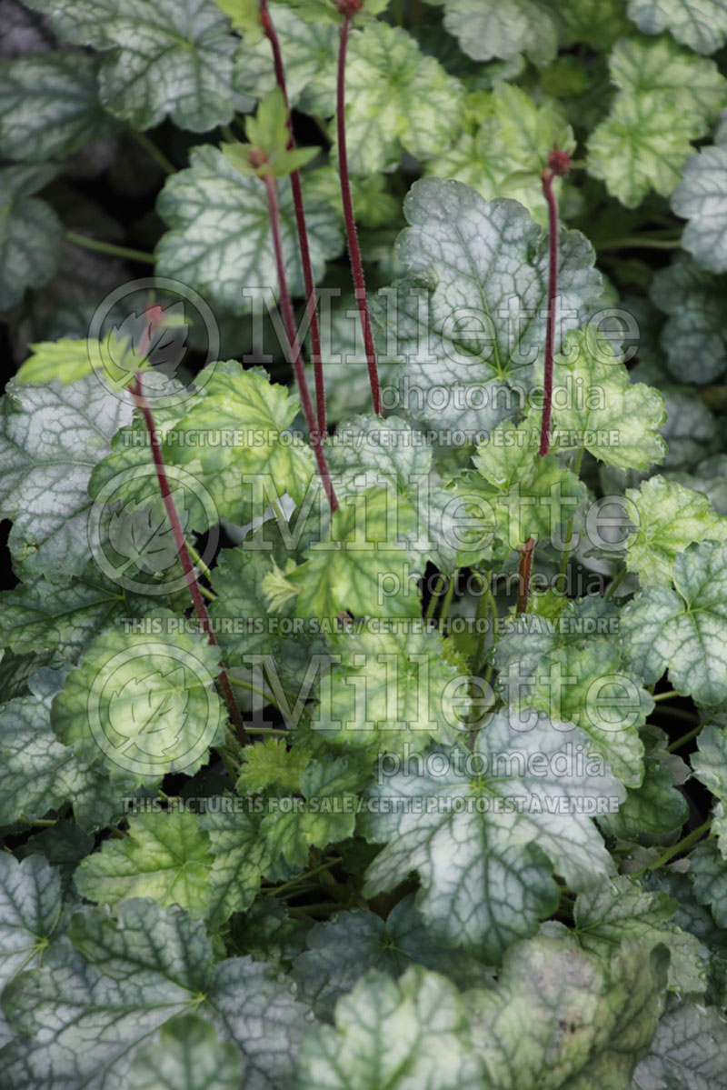 Heuchera Lipstick (Coral Bells) 1 