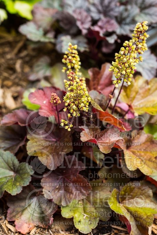 Heuchera Little Cuties Blondie (Coral Bells) 3 