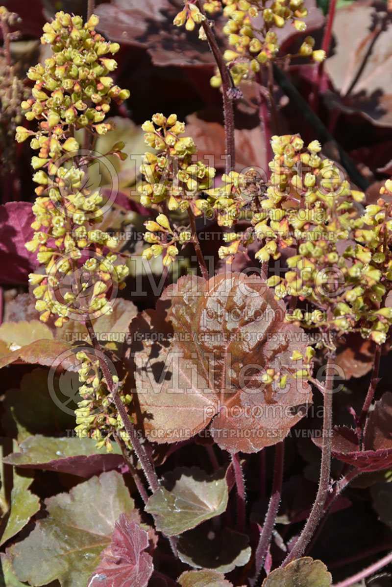 Heuchera Little Cuties Blondie (Coral Bells) 2 