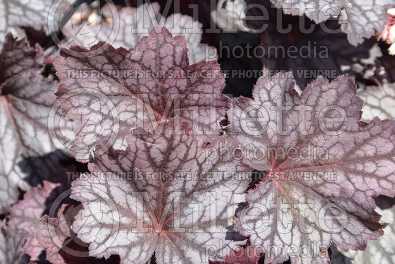 Heuchera Little Cuties Frost (Coral Bells) 2   