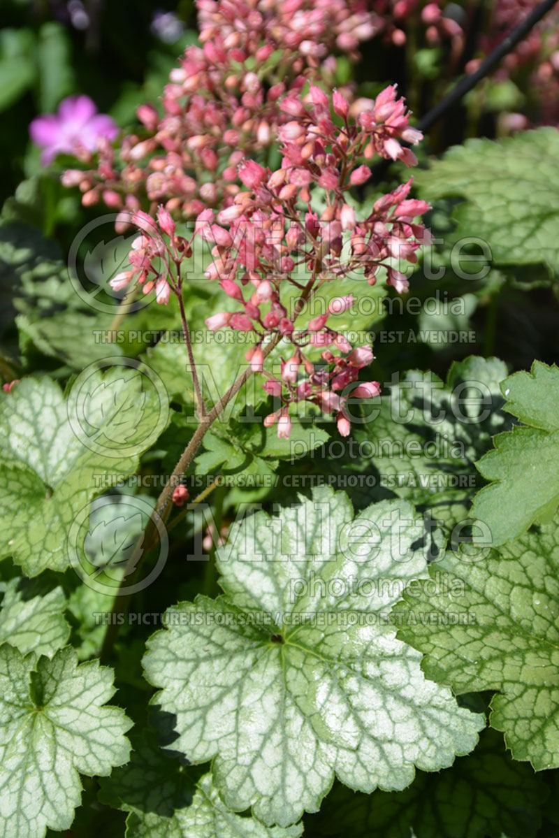 Heuchera Little Cuties Peppermint (Coral Bells) 1 