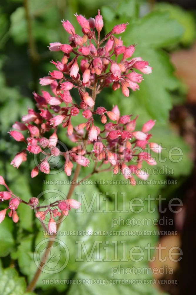 Heuchera Little Cuties Peppermint (Coral Bells) 2 