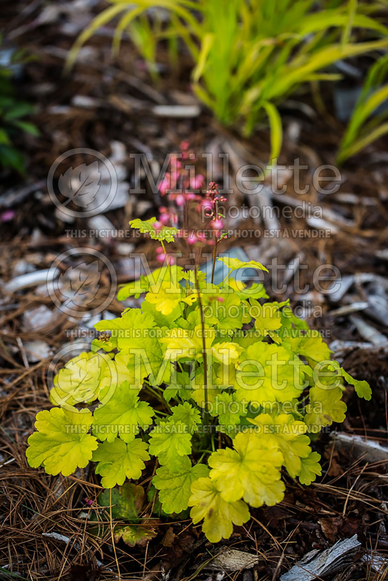 Heuchera Little Cuties Sweet Tart (Coral Bells) 2