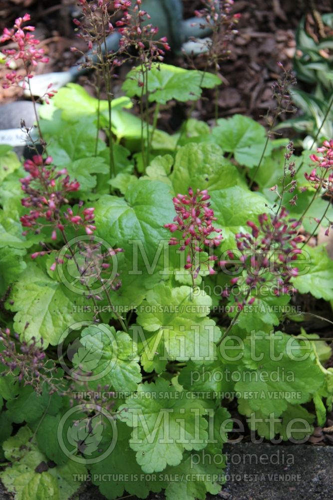 Heuchera Little Cuties Sweet Tart (Coral Bells) 6