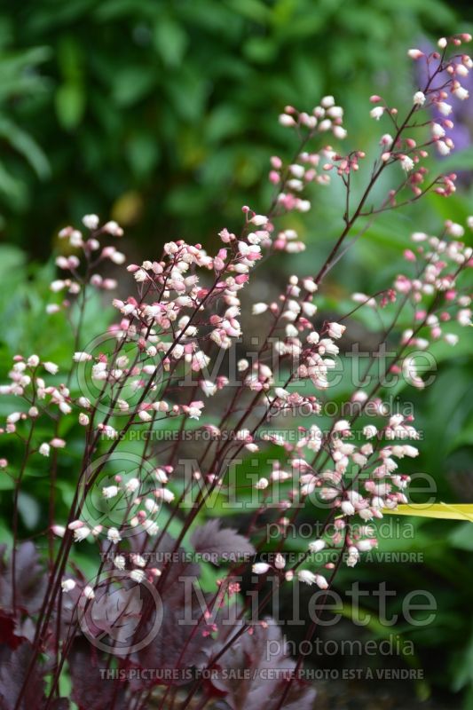 Heuchera Little Cuties Coco (Coral Bells) 3 