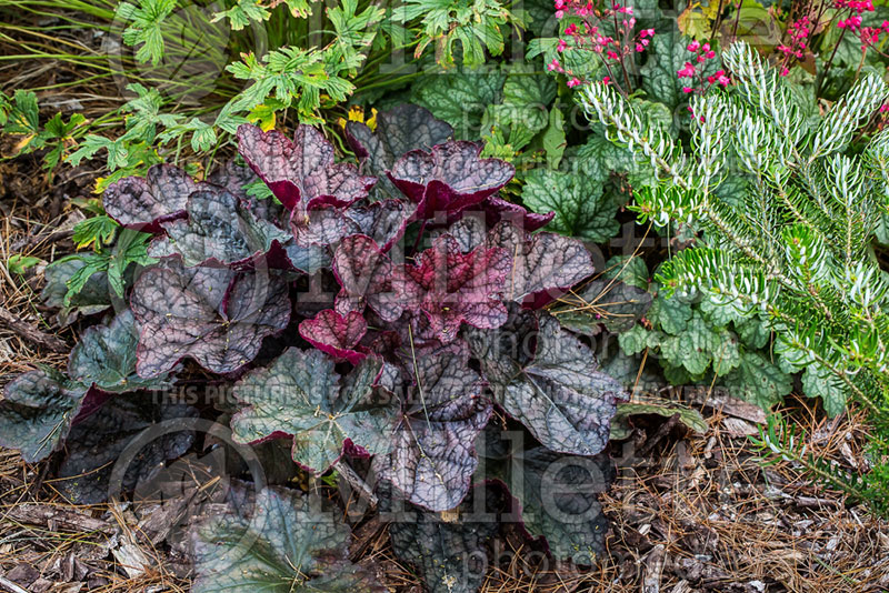 Heuchera Magnum (Coral Bells) 1 