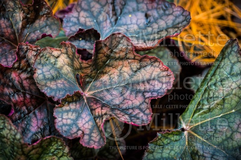 Heuchera Magnum (Coral Bells) 3 