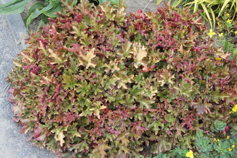 Heuchera Marmalade (Coral Bells)  1