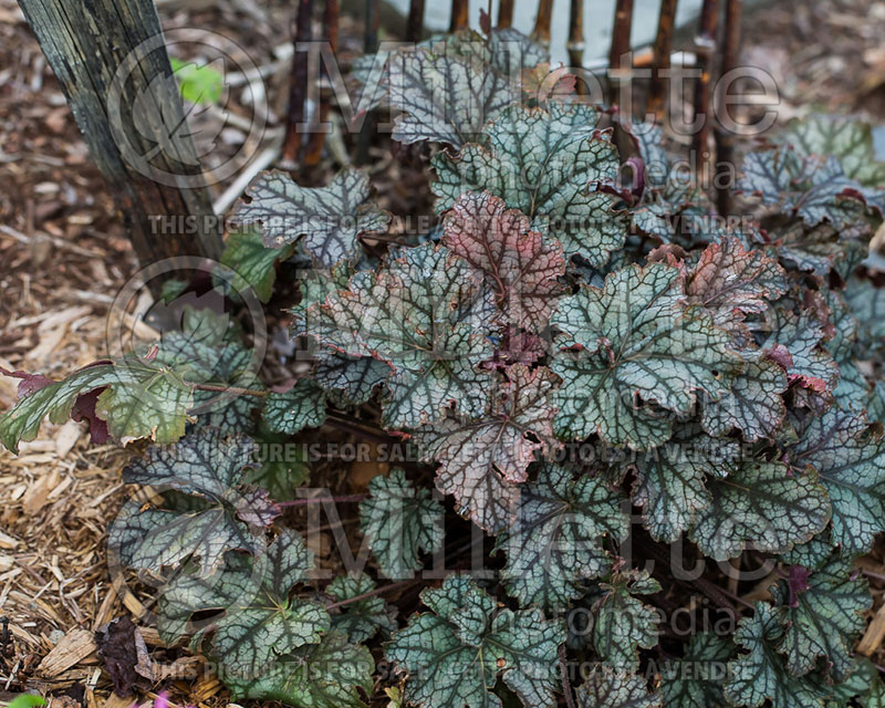 Heuchera Mars (Coral Bells) 1 