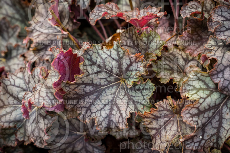 Heuchera Mars (Coral Bells) 2 