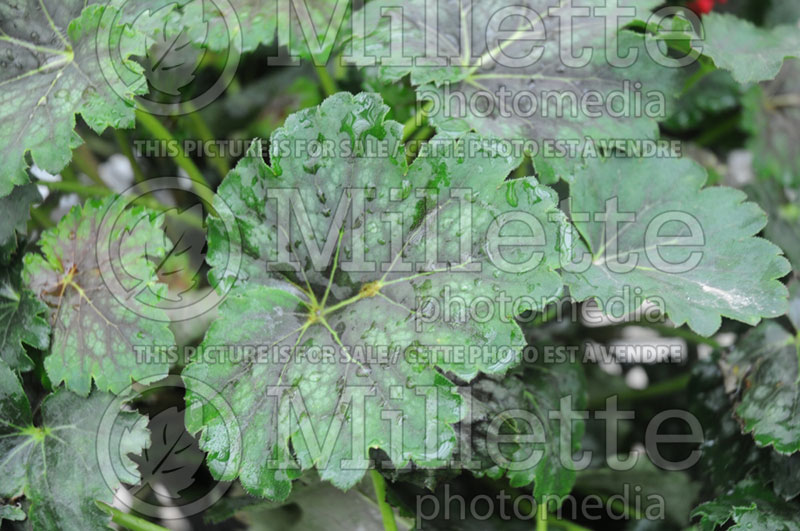 Heuchera Marvelous Marble (Coral Bells) 1 