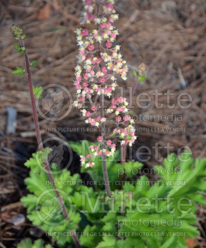 Heuchera maxima (Island Alum Root) 1 