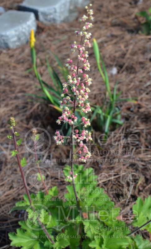 Heuchera maxima (Island Alum Root) 2 