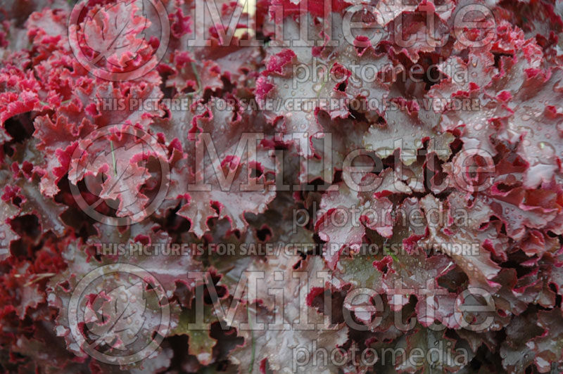 Heuchera Melting Fire (Coral Bells) 2 