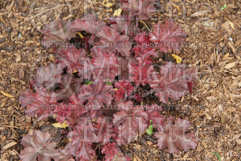 Heuchera Melting Fire (Coral Bells) 1 