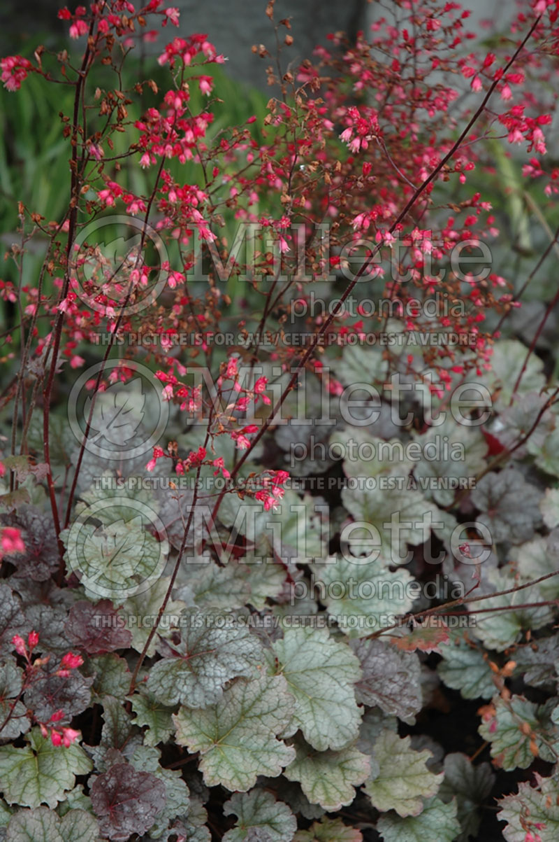 Heuchera Mercury (Coral Bells) 1 