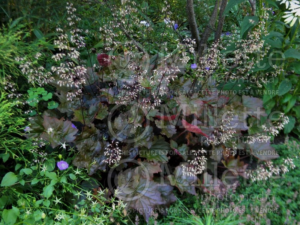 Heuchera Palace Purple (Coral Bells) 3 