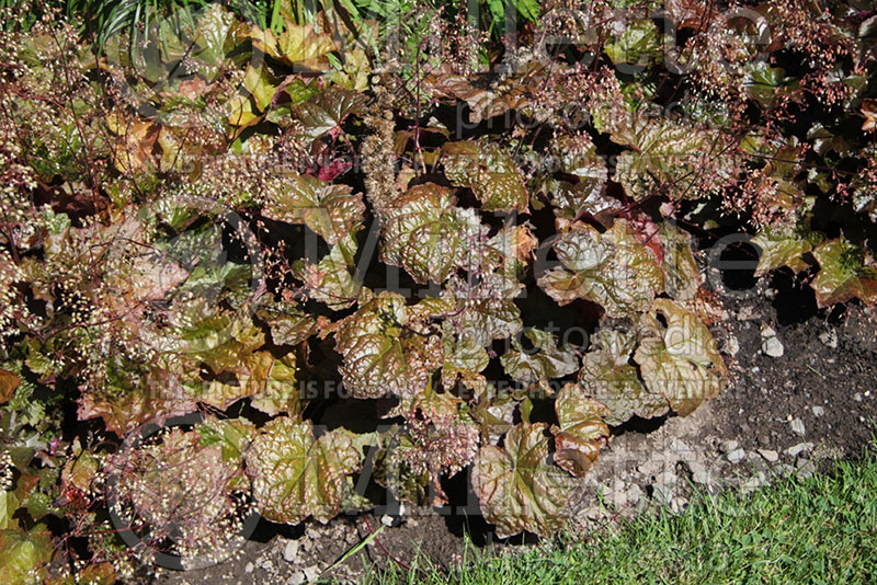 Heuchera Palace Purple (Coral Bells) 2 