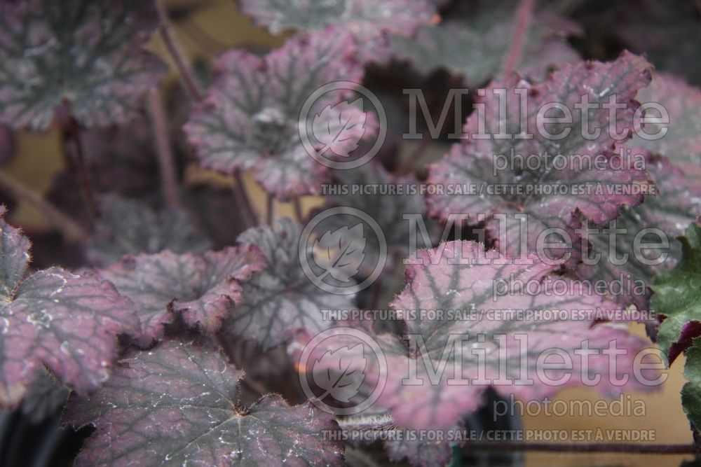 Heuchera Midnight Bayou (Coral Bells) 1 