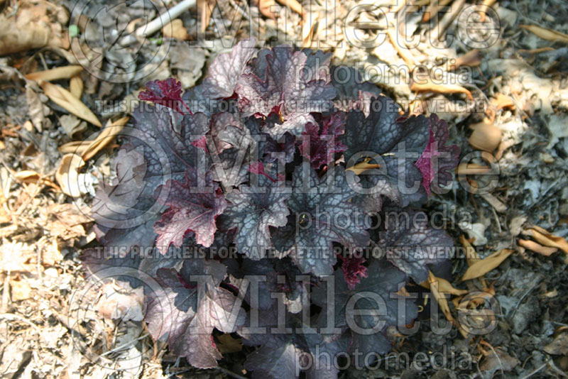 Heuchera Midnight Burgundy (Coral Bells) 1