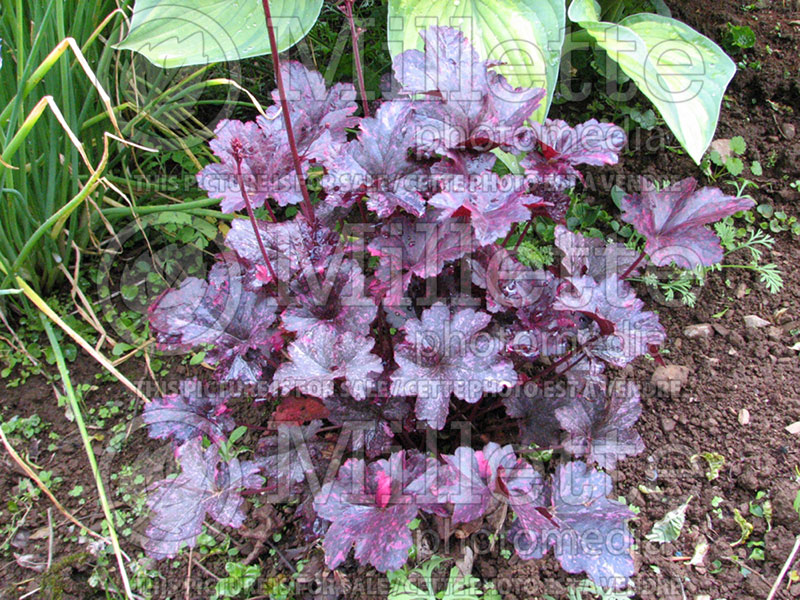 Heuchera Midnight Rose (Coral Bells) 1