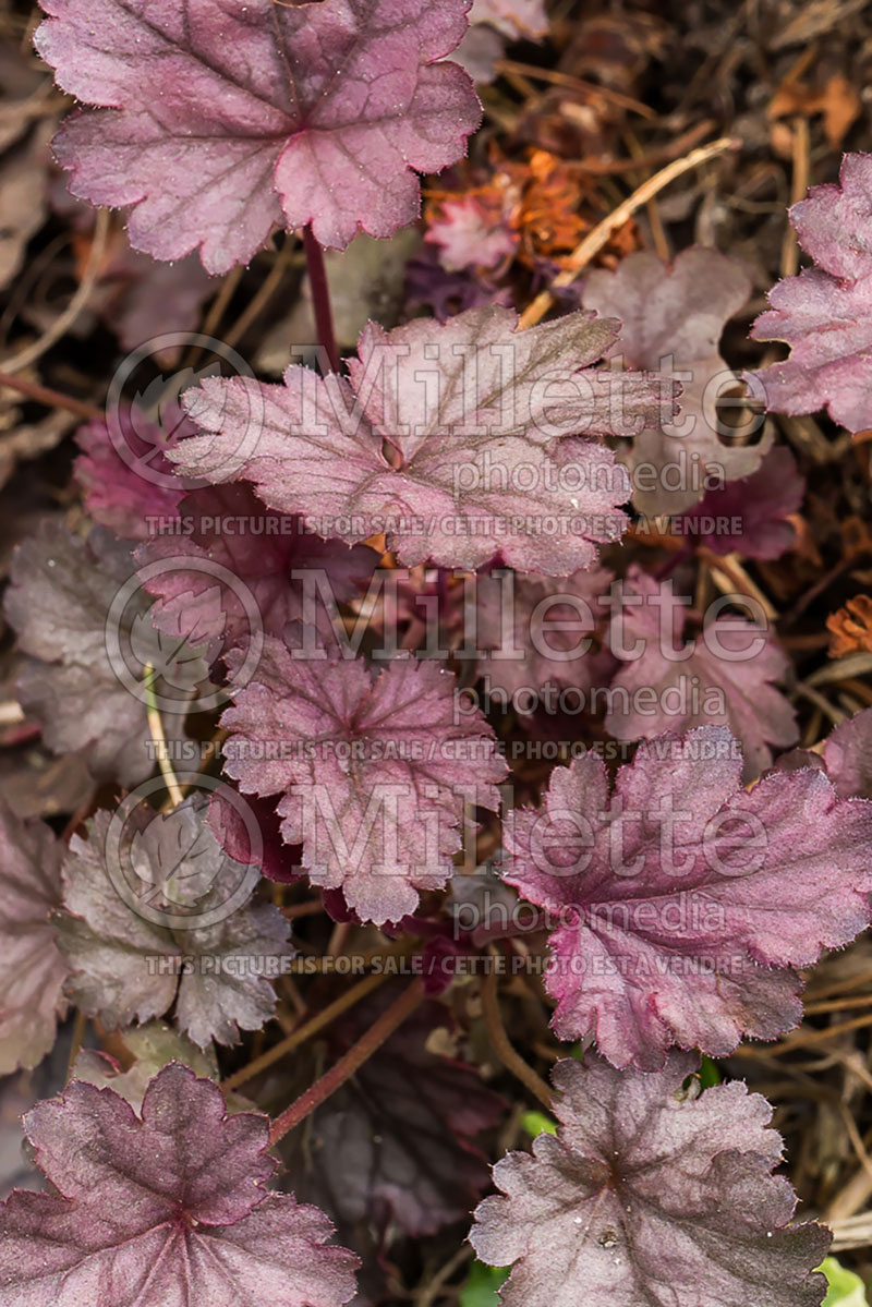 Heuchera Milan (Coral Bells) 1 