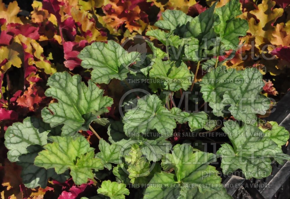 Heuchera Mint Frost (Coral Bells) 2 