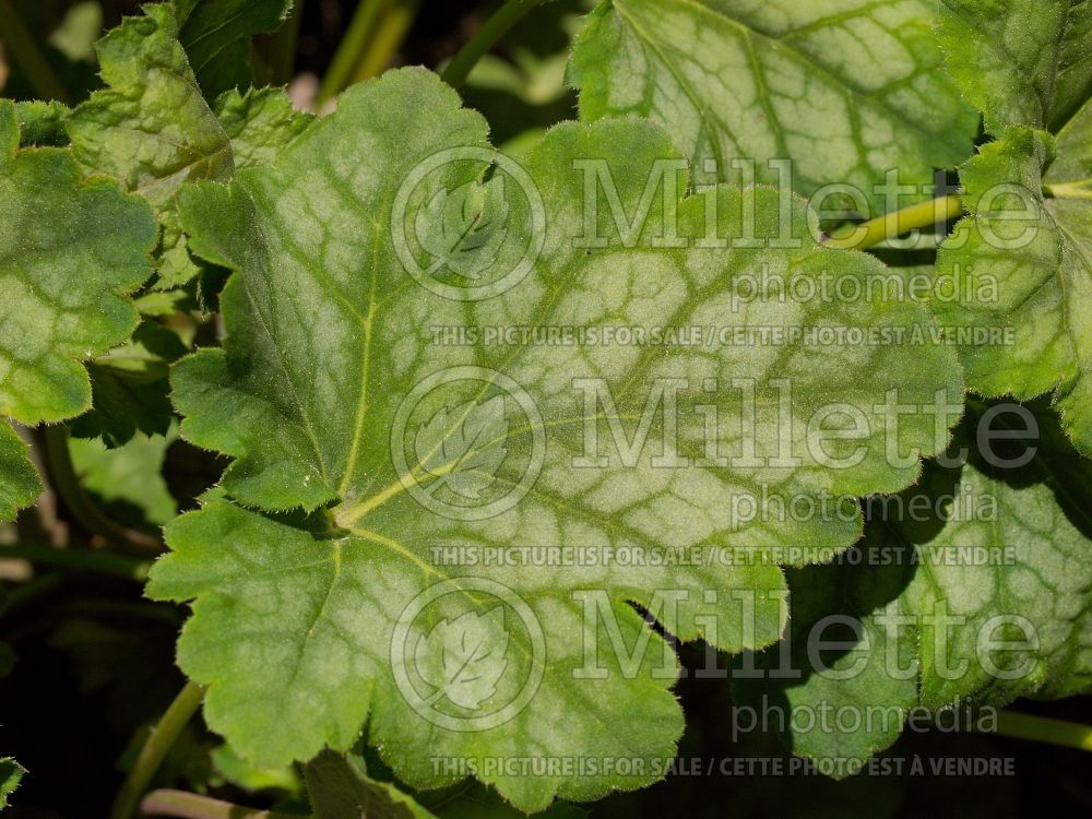 Heuchera Mint Frost (Coral Bells) 3 