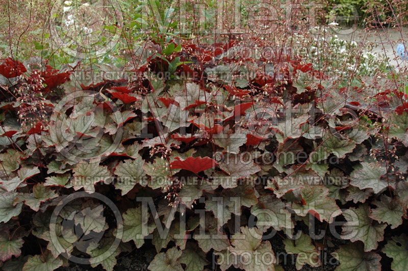 Heuchera Montrose Ruby (Coral Bells) 1 