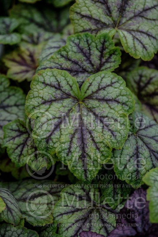 Heuchera Muscat (Coral Bells) 1 