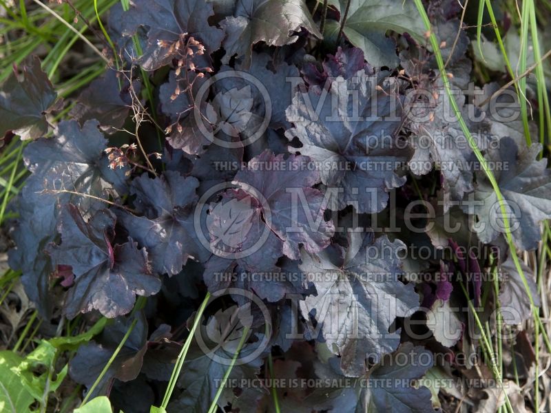 Heuchera Obsidian (Coral Bells) 7  