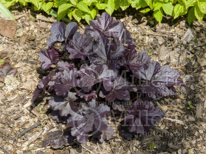 Heuchera Obsidian (Coral Bells) 5  