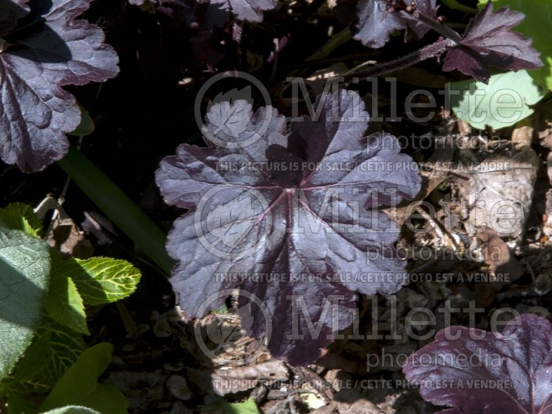 Heuchera Obsidian (Coral Bells) 6  