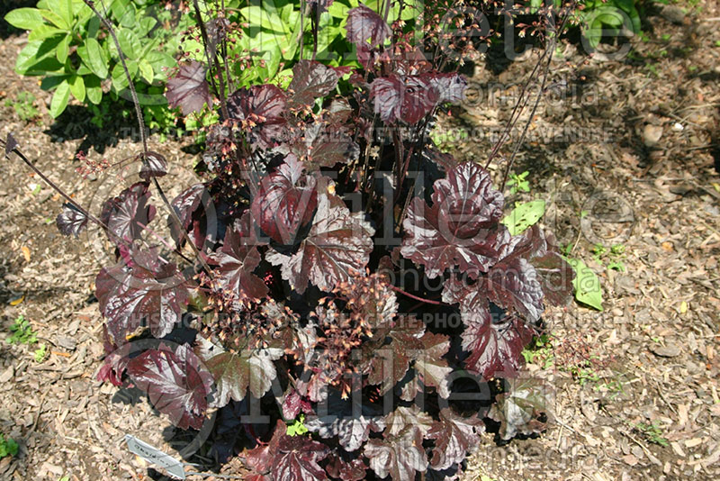 Heuchera Obsidian (Coral Bells) 2