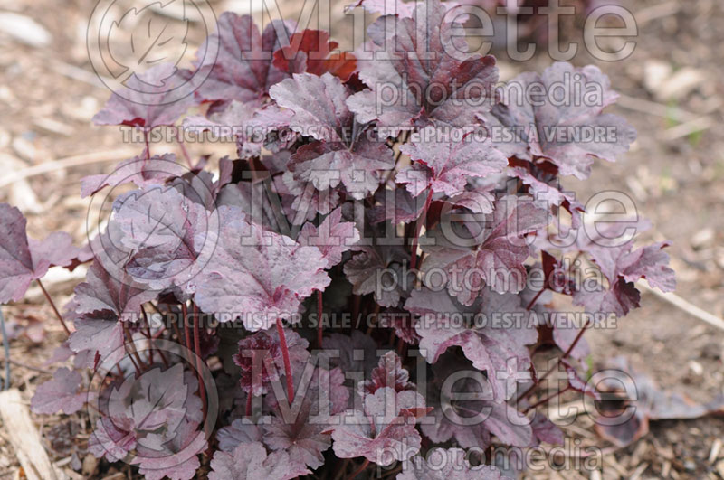 Heuchera Obsidian (Coral Bells) 3  