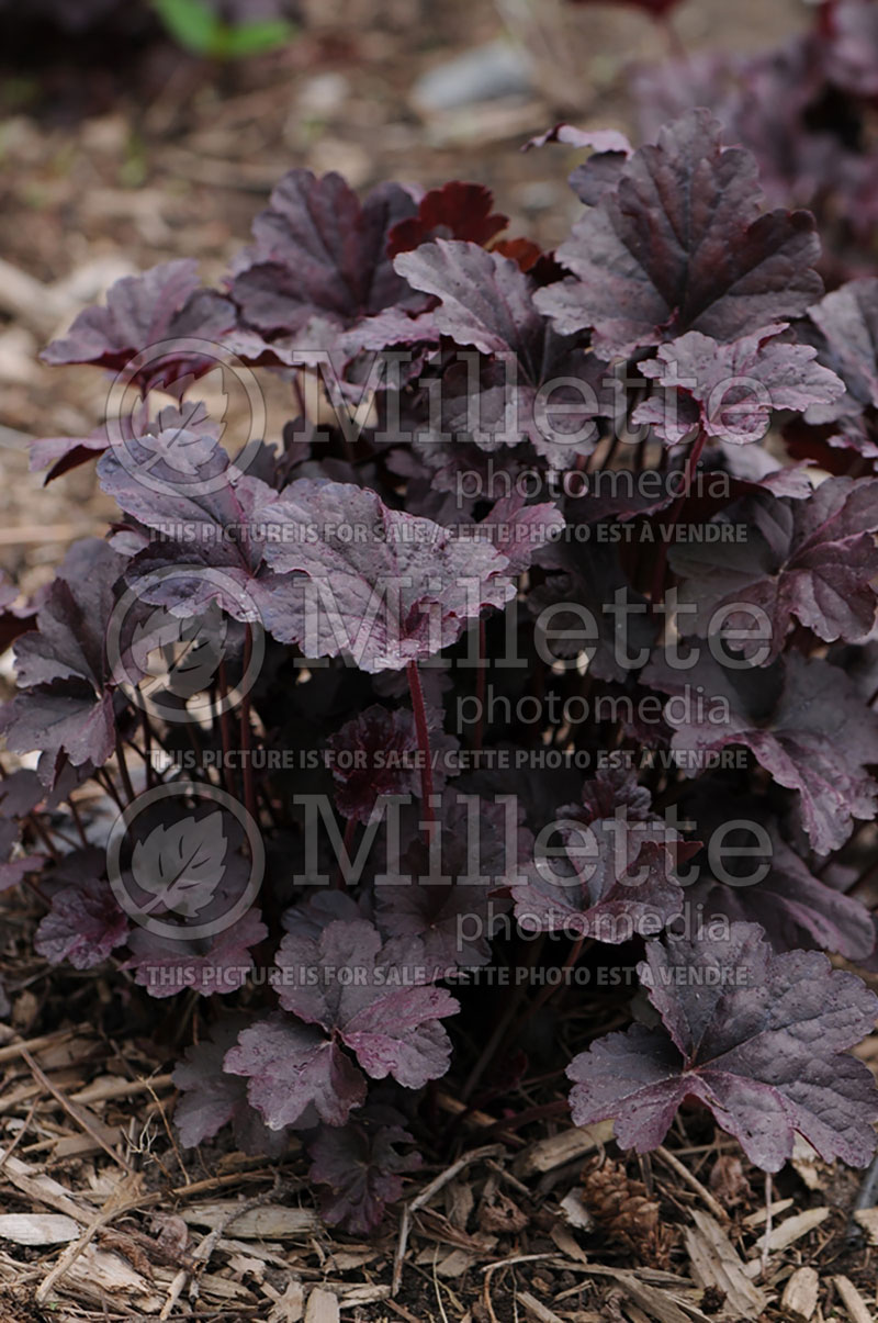 Heuchera Obsidian (Coral Bells) 4  