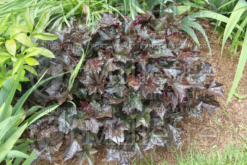 Heuchera Obsidian (Coral Bells) 1  