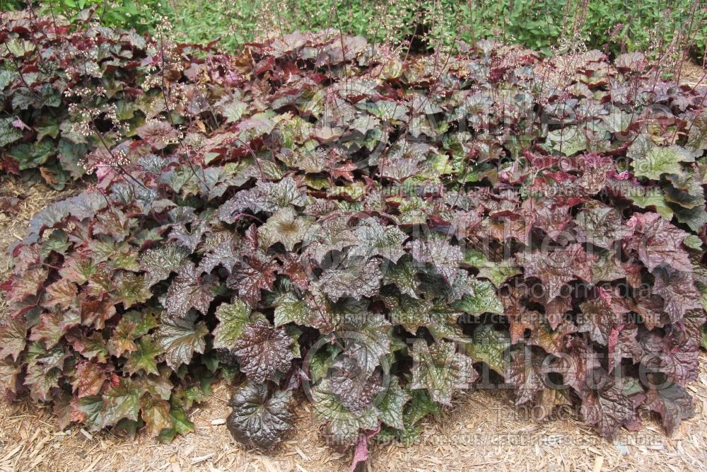 Heuchera Palace Purple (Coral Bells) 5 