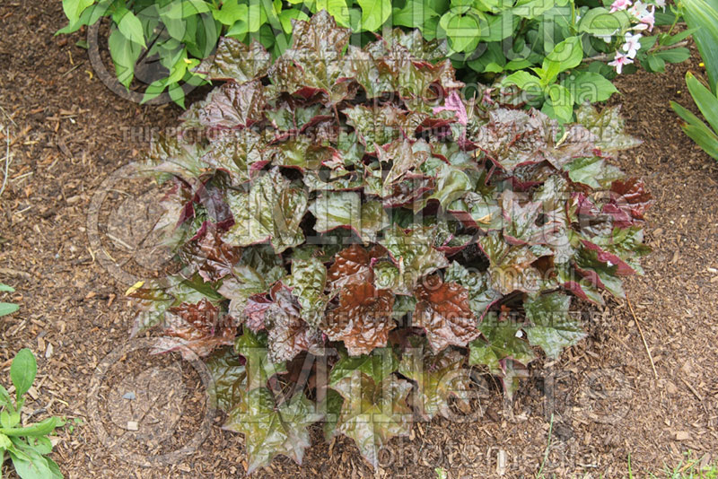 Heuchera Palace Purple (Coral Bells) 1 