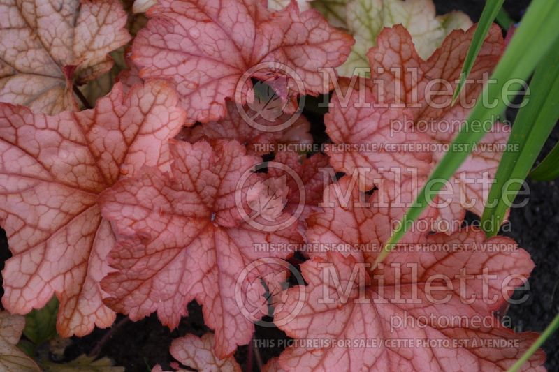 Heuchera Paprika (Coral Bells) 3 