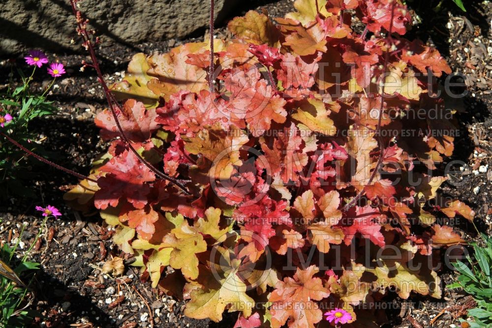 Heuchera Paprika (Coral Bells) 5 