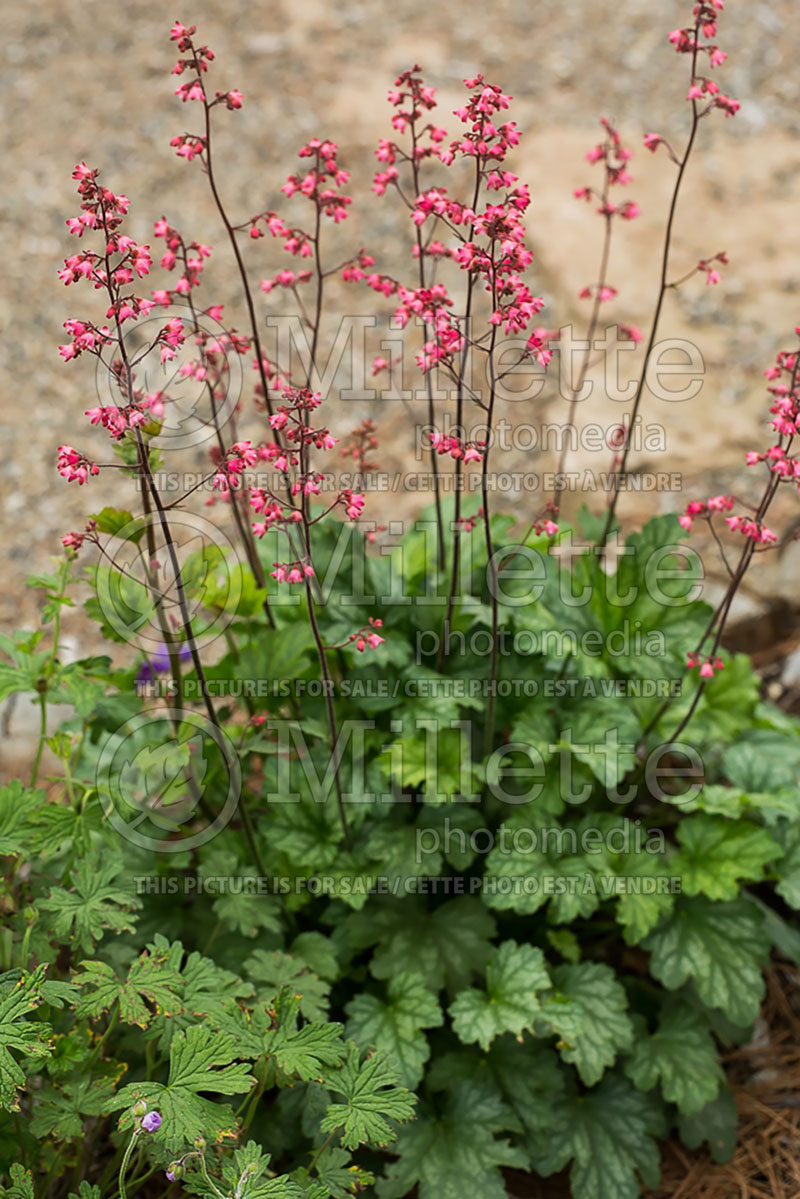 Heuchera Paris (Coral Bells) 8 