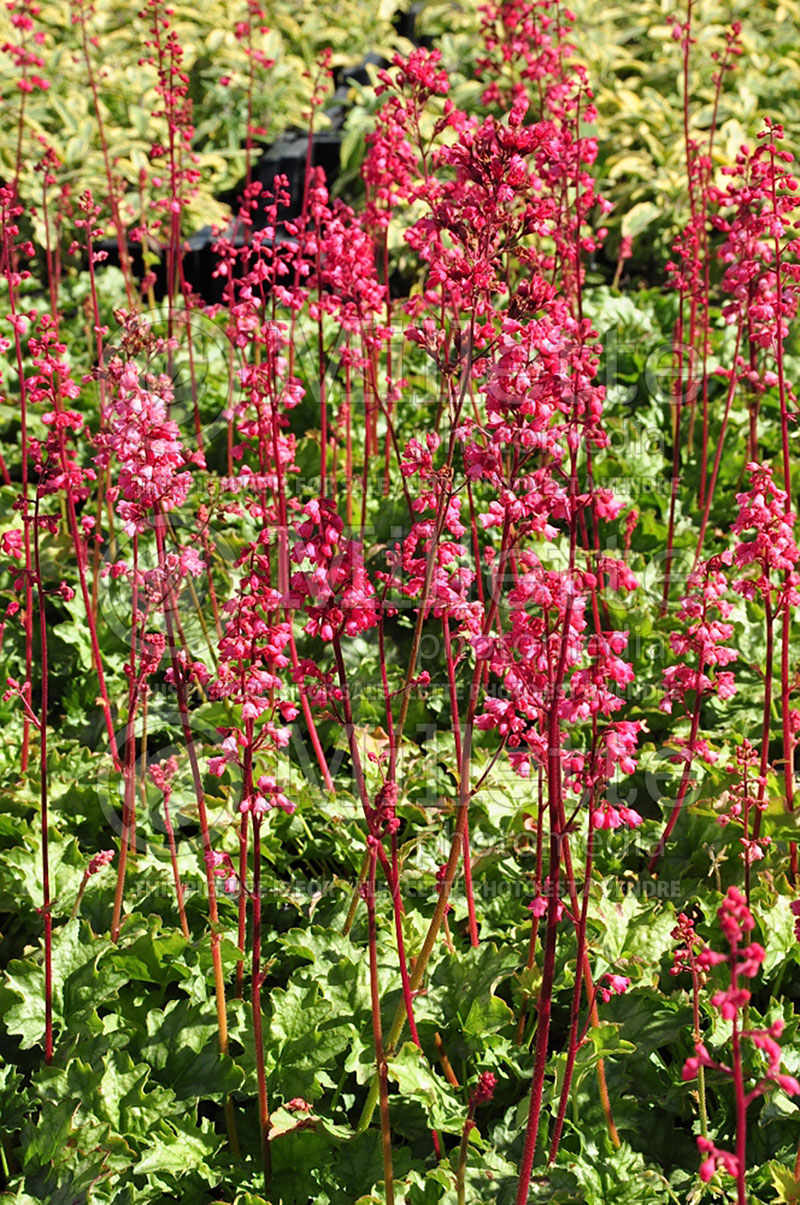 Heuchera Paris (Coral Bells) 9 