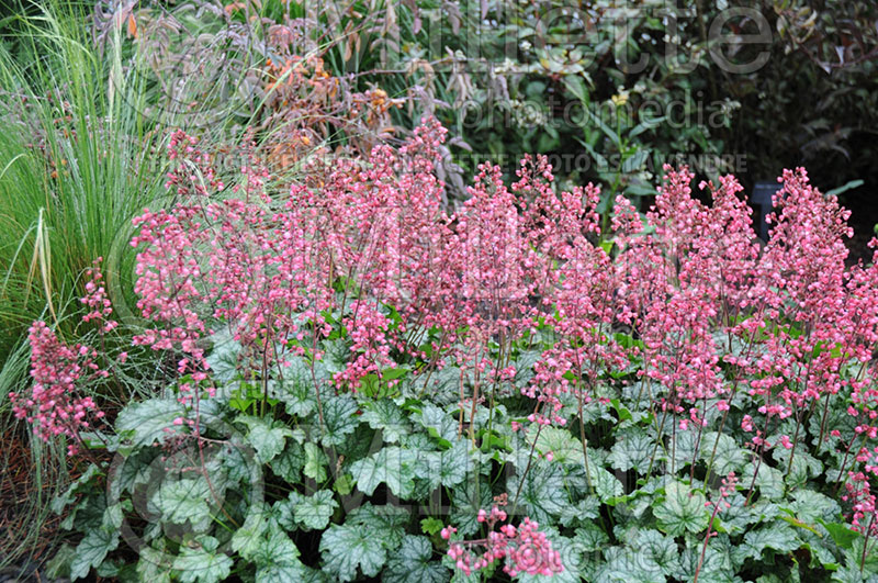 Heuchera Paris (Coral Bells) 3 