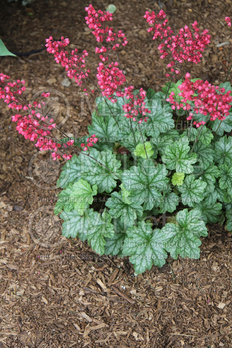 Heuchera Paris (Coral Bells) 2 