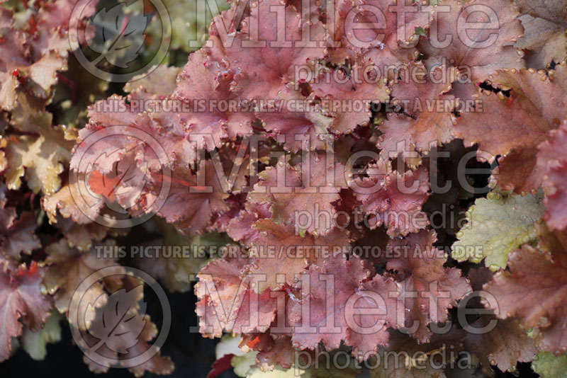 Heuchera Peach Crisp (Coral Bells) 1 